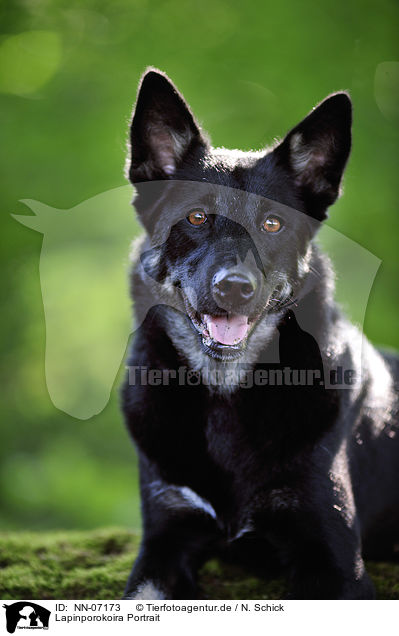 Lapinporokoira Portrait / Lapinporokoira Portrait / NN-07173