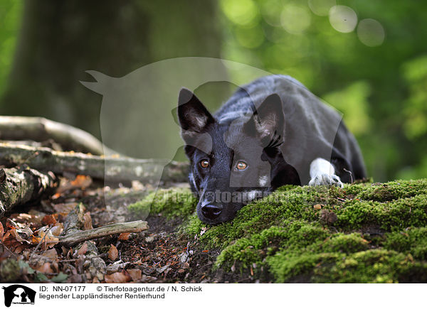 liegender Lapplndischer Rentierhund / lying Lapp Reindeer dog / NN-07177
