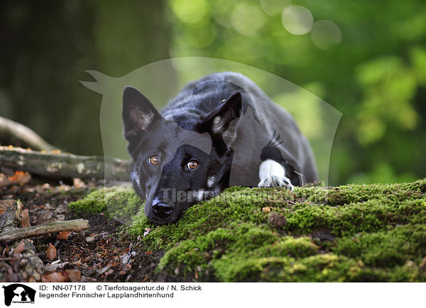 liegender Finnischer Lapplandhirtenhund / lying Lapponian Herder / NN-07178