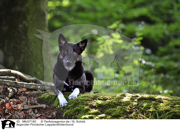 liegender Finnischer Lapplandhirtenhund / lying Lapponian Herder / NN-07180