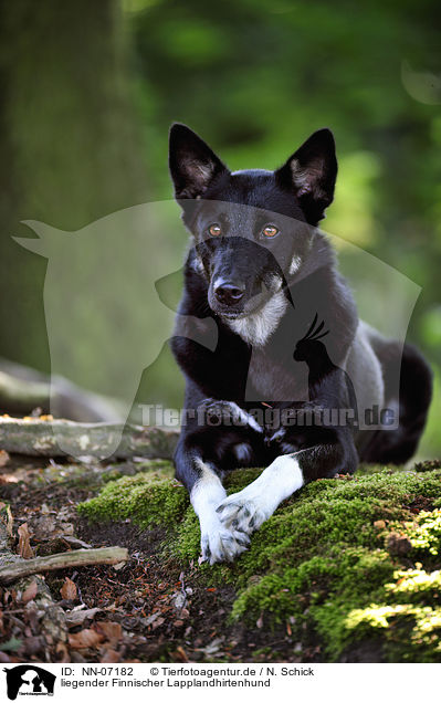 liegender Finnischer Lapplandhirtenhund / lying Lapponian Herder / NN-07182