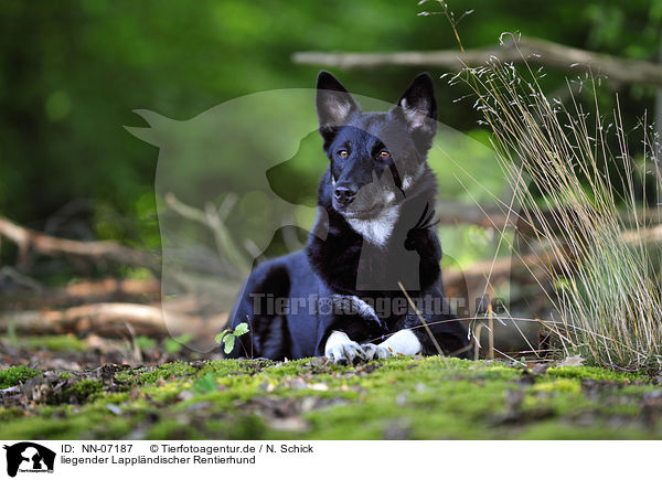 liegender Lapplndischer Rentierhund / NN-07187