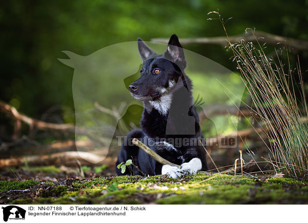 liegender Finnischer Lapplandhirtenhund / NN-07188