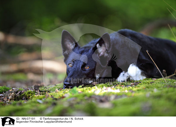 liegender Finnischer Lapplandhirtenhund / lying Lapponian Herder / NN-07191