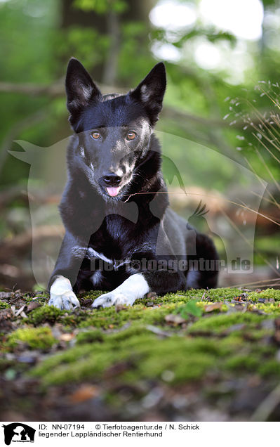 liegender Lapplndischer Rentierhund / lying Lapp Reindeer dog / NN-07194