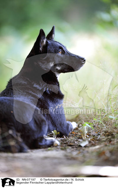 liegender Finnischer Lapplandhirtenhund / lying Lapponian Herder / NN-07197