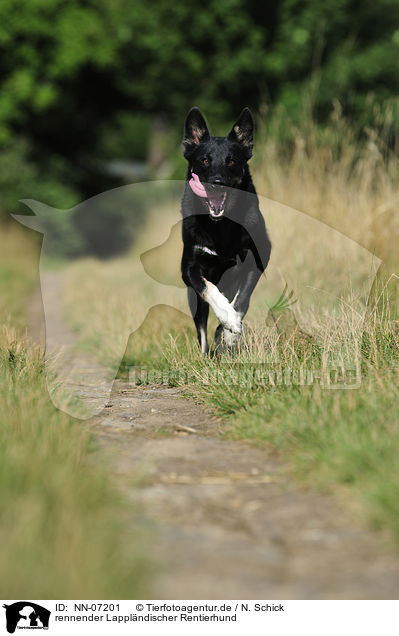 rennender Lapplndischer Rentierhund / NN-07201
