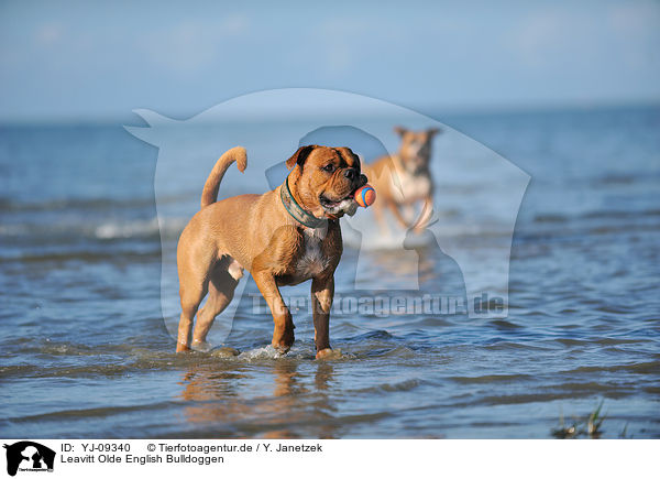 Leavitt Olde English Bulldoggen / Leavitt Olde English Bulldogs / YJ-09340