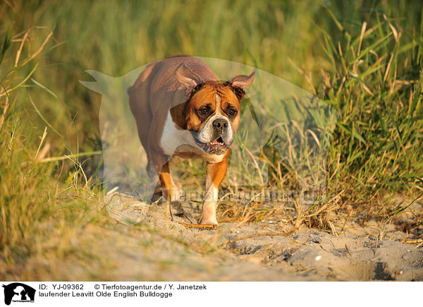 laufender Leavitt Olde English Bulldogge / walking Leavitt Olde English Bulldog / YJ-09362