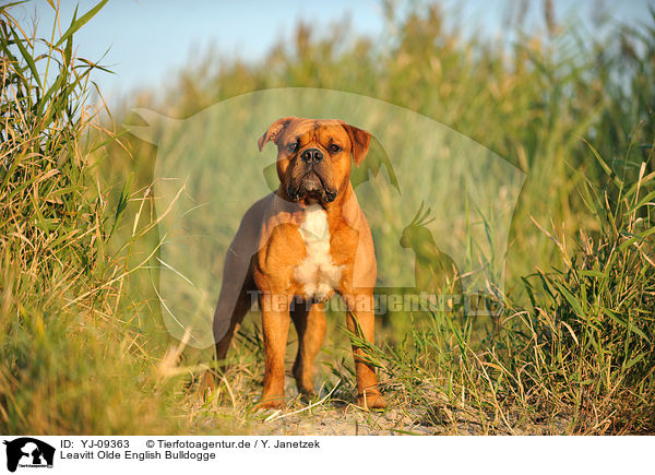 Leavitt Olde English Bulldogge / YJ-09363
