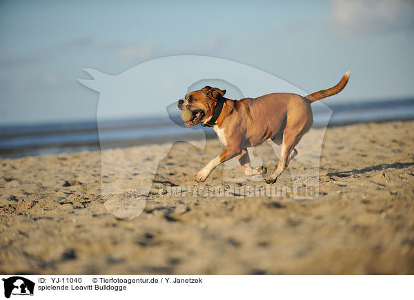 spielende Leavitt Bulldogge / YJ-11040