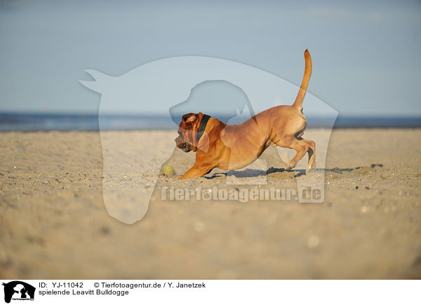 spielende Leavitt Bulldogge / YJ-11042