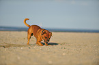 buddelnde Leavitt Bulldogge