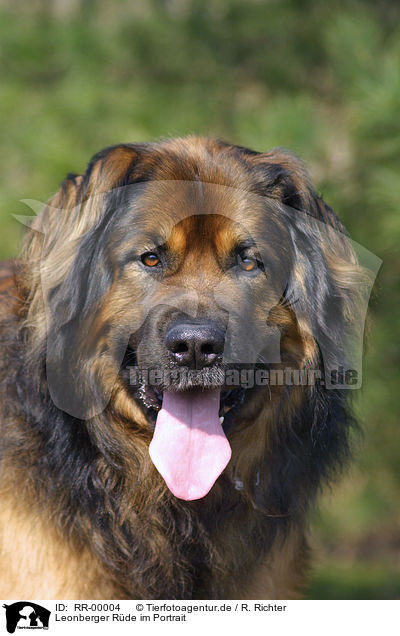 Leonberger Rde im Portrait / leonberger portrait / RR-00004