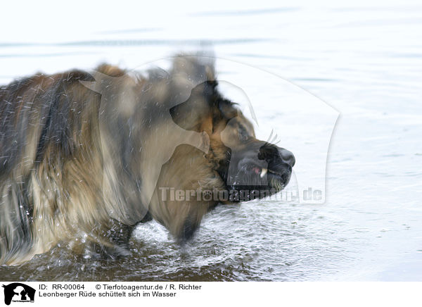 Leonberger Rde schttelt sich im Wasser / leonberger in the water / RR-00064