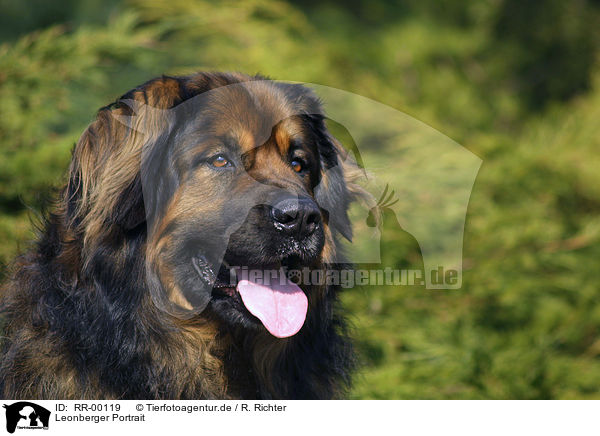 Leonberger Portrait / Leonberger Portrait / RR-00119