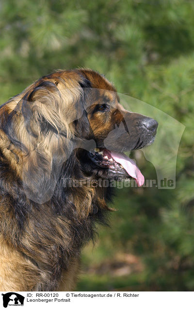 Leonberger Portrait / Leonberger Portrait / RR-00120