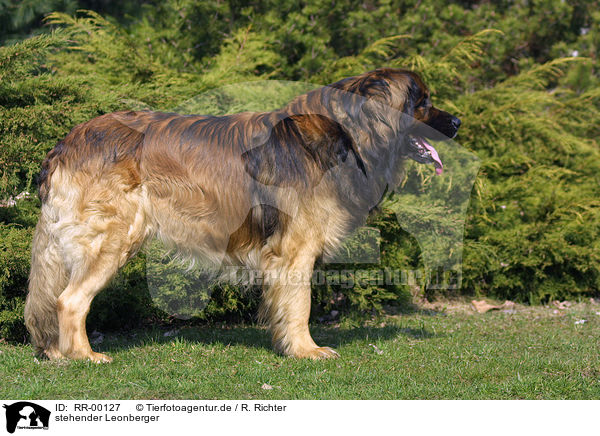 stehender Leonberger / RR-00127