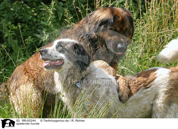 spielende hunde / playing dogs / RR-00244