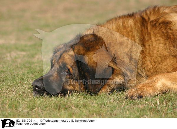 liegender Leonberger / SS-00514