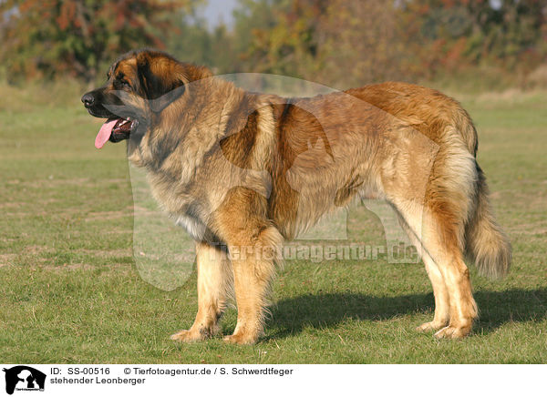 stehender Leonberger / SS-00516