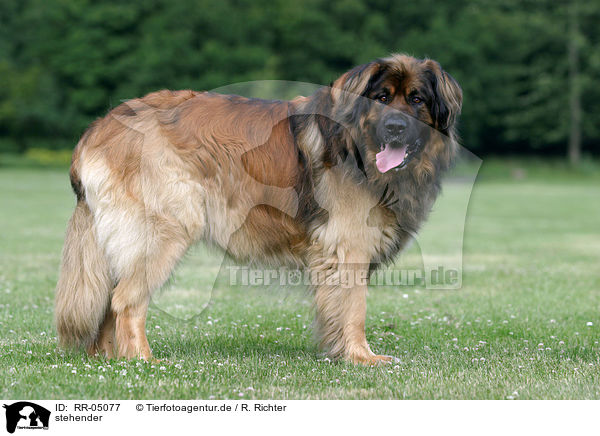 stehender / standing Leonberger / RR-05077