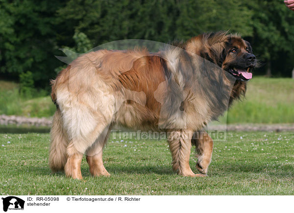 stehender / standing Leonberger / RR-05098