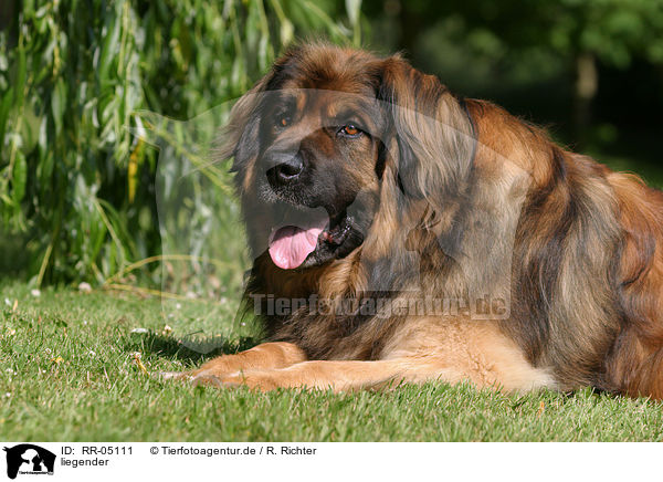 liegender / lying Leonberger / RR-05111