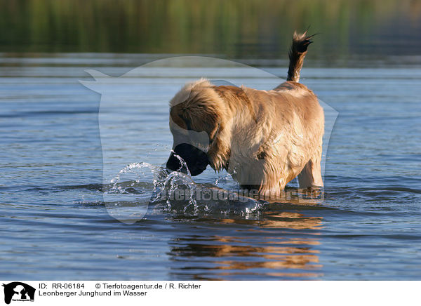 Leonberger Junghund im Wasser / Leonberger in the water / RR-06184