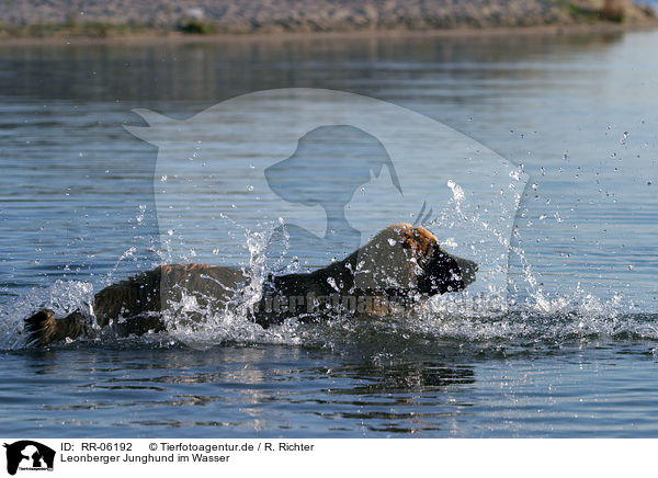 Leonberger Junghund im Wasser / Leonberger in the water / RR-06192