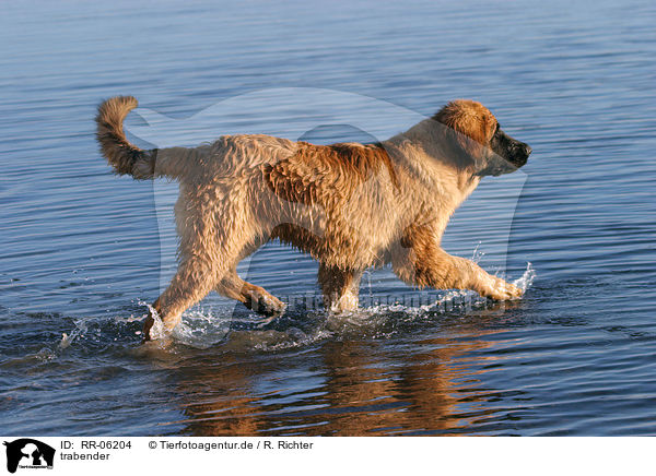 trabender / trotting Leonberger / RR-06204