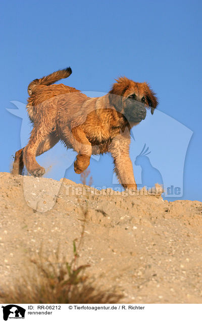 rennender / running Leonberger / RR-06212