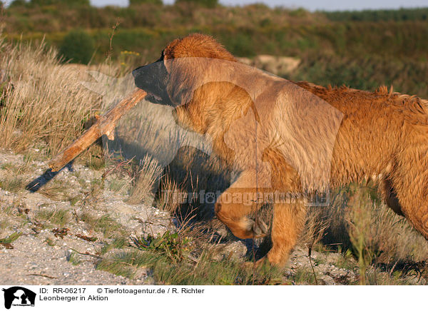 Leonberger in Aktion / action / RR-06217