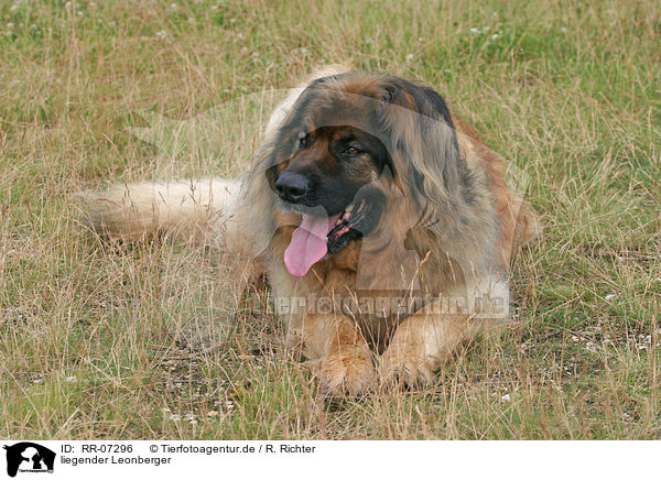liegender Leonberger / lying Leonberger / RR-07296