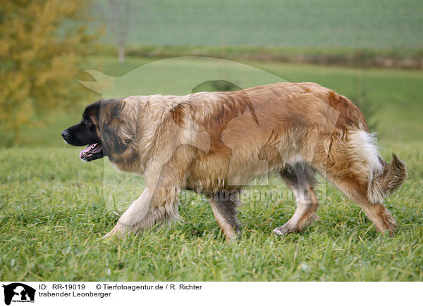 trabender Leonberger / trotting Leonberger / RR-19019