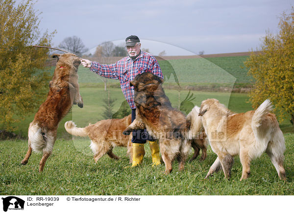 Leonberger / RR-19039