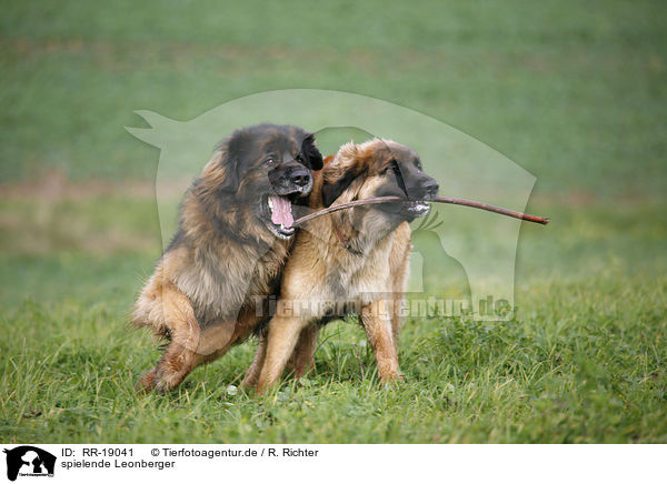 spielende Leonberger / RR-19041