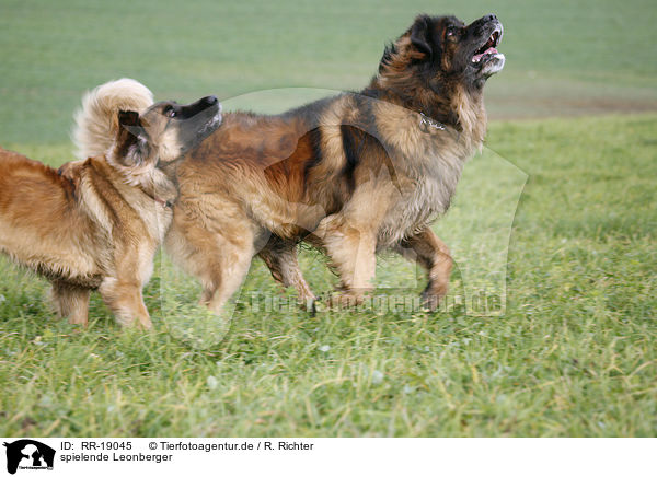 spielende Leonberger / RR-19045