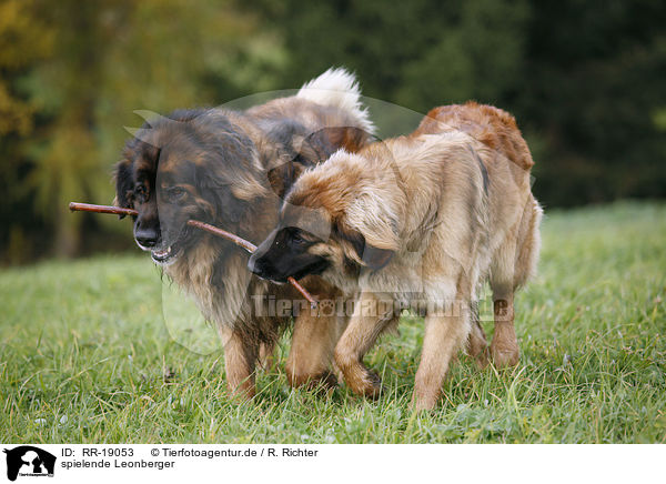 spielende Leonberger / playing Leonberger / RR-19053