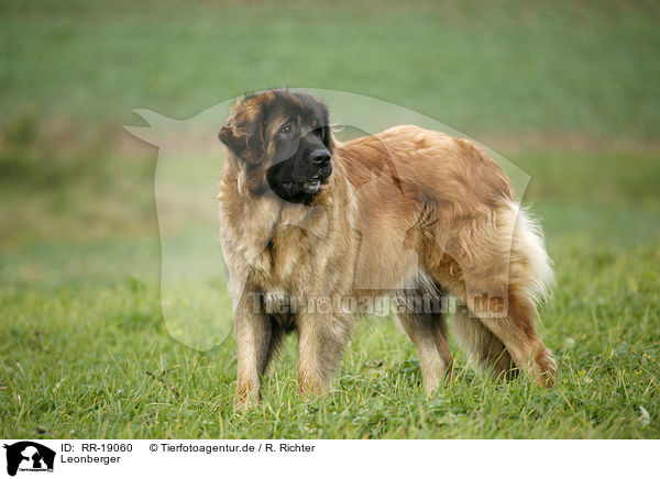 Leonberger / Leonberger / RR-19060