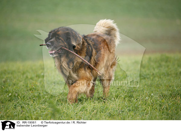 trabender Leonberger / trotting Leonberger / RR-19061