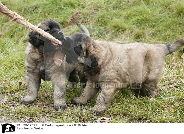 Leonberger Welpe / RR-19091