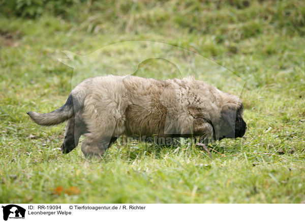 Leonberger Welpe / RR-19094