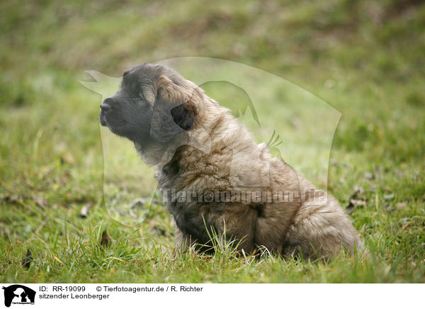 sitzender Leonberger / sitting Leonberger / RR-19099