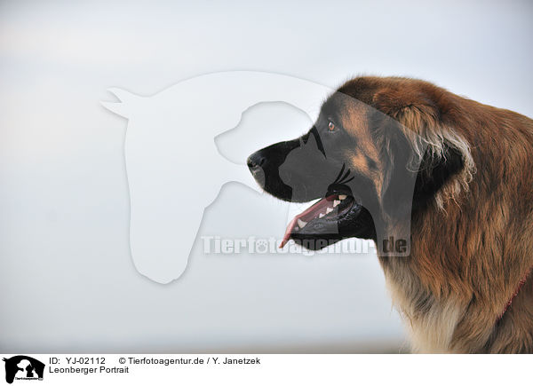 Leonberger Portrait / YJ-02112
