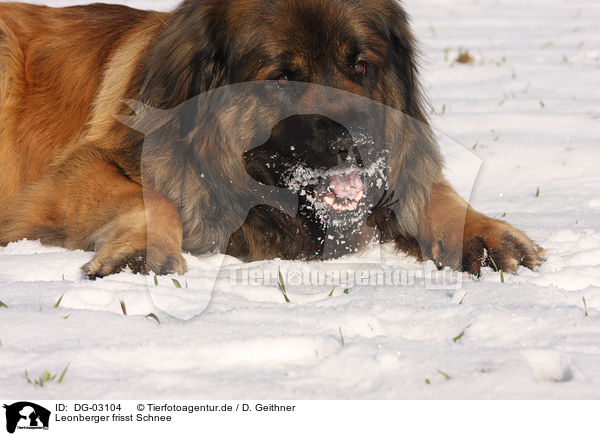 Leonberger frisst Schnee / DG-03104