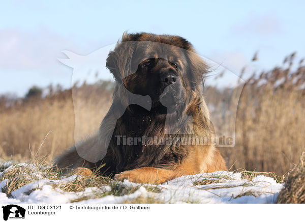 Leonberger / Leonberger / DG-03121