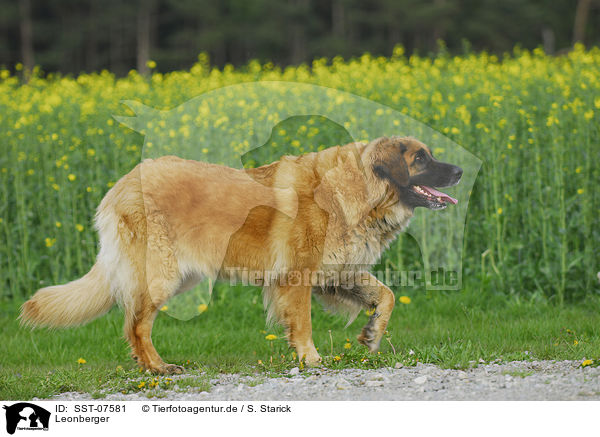 Leonberger / Leonberger / SST-07581