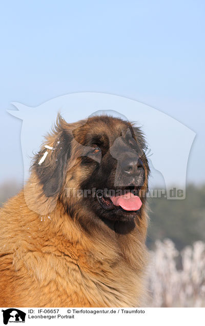 Leonberger Portrait / IF-06657