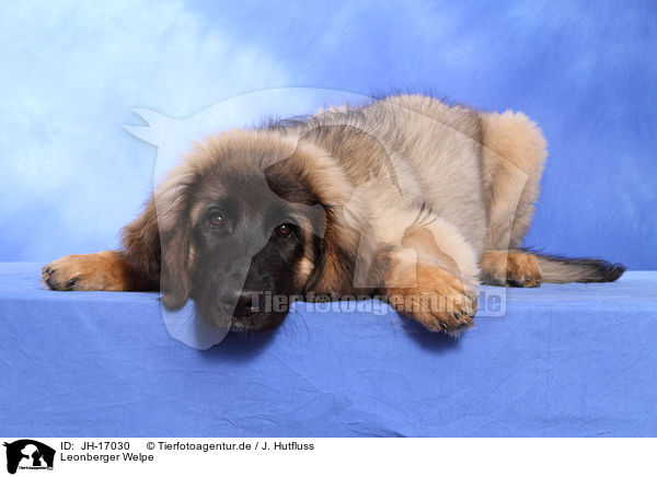 Leonberger Welpe / Leonberger puppy / JH-17030
